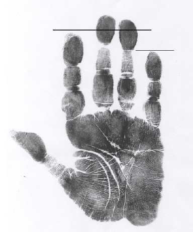 measure your finger lengths how to read a palm fingerlengths