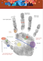 palmistry classes, palm reading classes, hand analysis classes, how to read a palm
