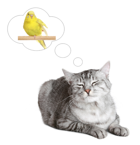 give the cat the canary