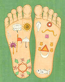 buddha's foot whorl
