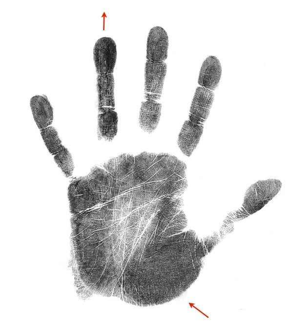 scientific hand anaylsis, palm marker showing stardom, palmistry